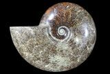 Polished Ammonite Fossil - Madagascar #173175-1